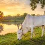 Khillar Cattle: The Swift and Enduring Draught Breed of the Deccan Plateau