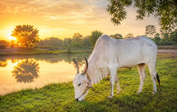 Khillar cattle