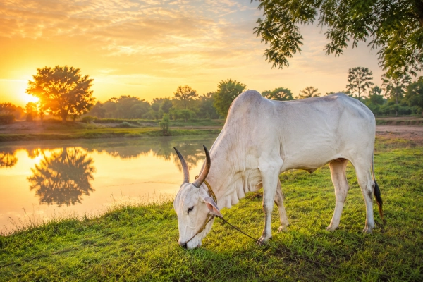 Khillar cattle