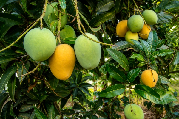 Kuttiattoor Mango
