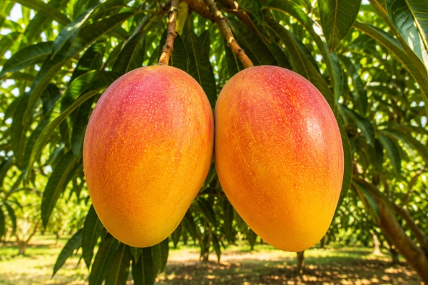 Malihabadi Dusseheri Mango