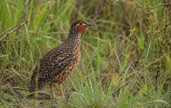 Manipur Bush-quail
