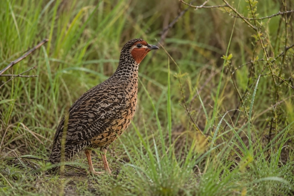 Manipur Bush-quail