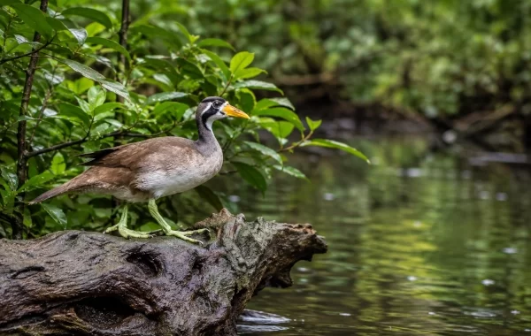 Masked Finfoot