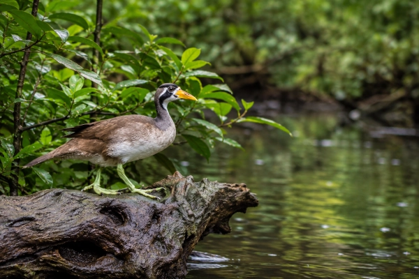 Masked Finfoot