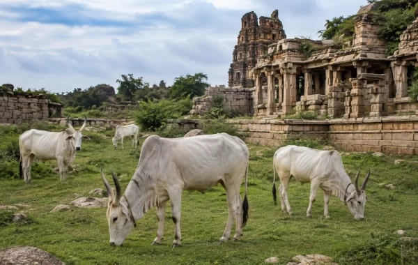 Nagori Cattle