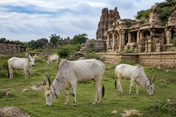 Nagori Cattle