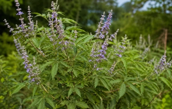 Nirgundi — Vitex negundo: Ayurveda’s Aromatic Herb for Vata, Swelling and Pain
