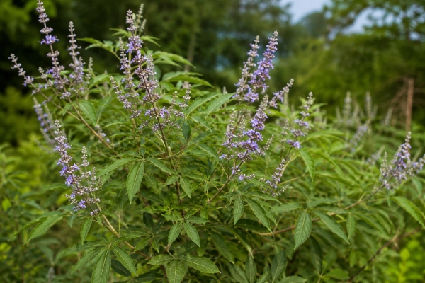 Nirgundi (Vitex negundo)