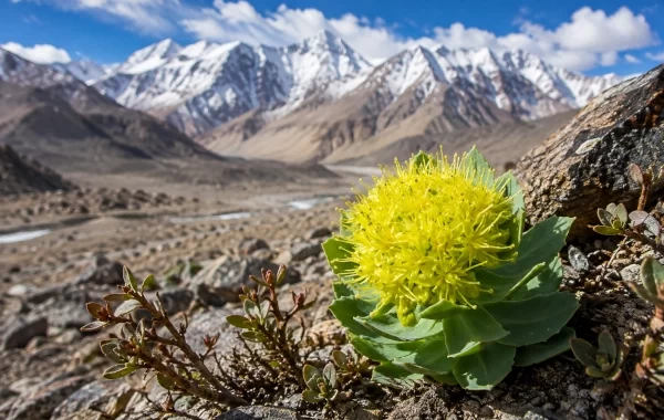Ladakh Pushes High-Altitude Medicinal Plant Cultivation as Centre Expands Support for Seabuckthorn, Rhodiola and Other Species