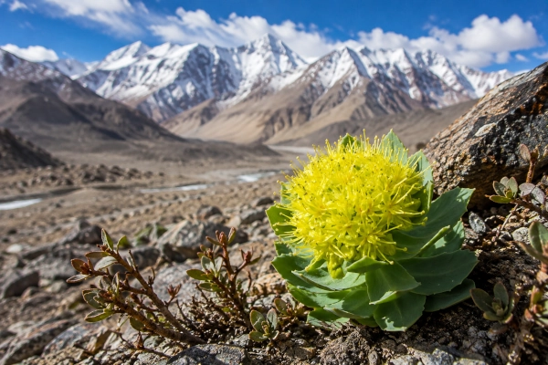 Rhodiola