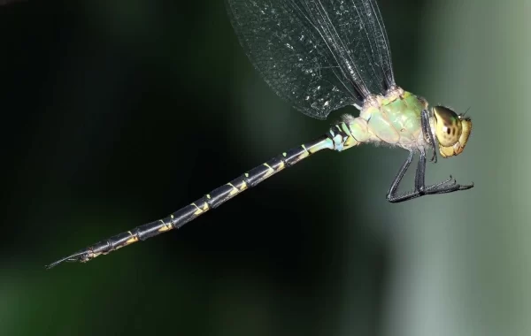 Spoon-Tailed Duskhawker Dragonfly