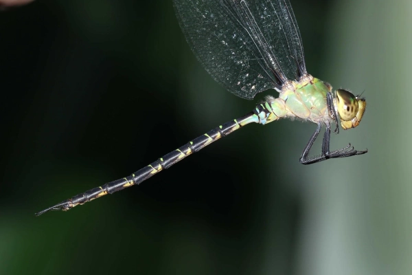Rare Spoon-Tailed Duskhawker Dragonfly Documented in Arunachal Pradesh’s Namdapha National Park