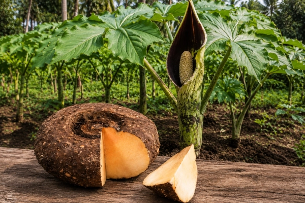 Surana: Elephant Foot Yam in Ayurveda