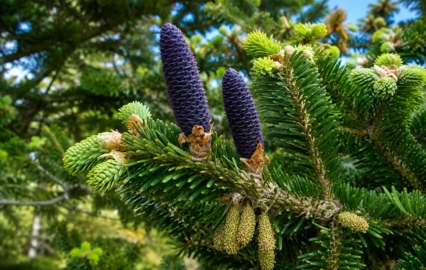 Talisa (Abies spectabilis): The Himalayan Silver Fir of Ayurveda