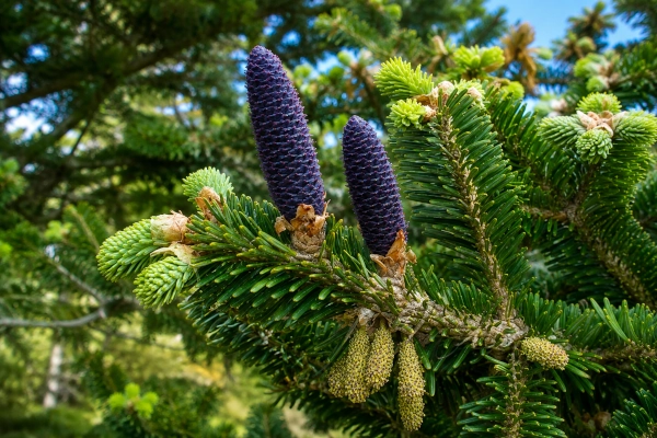 Talisa (Abies spectabilis): The Himalayan Silver Fir
