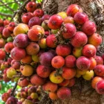 Udumbara — Ayurveda’s Cluster Fig for Wounds, Bleeding and Pitta-Kapha Balance