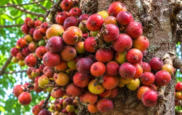 Udumbara — Ayurveda’s Cluster Fig