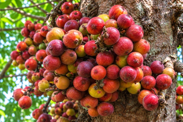 Udumbara — Ayurveda’s Cluster Fig