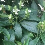 Vasaka / Adusa — Justicia adhatoda — Vasa: Ayurveda’s Classical Herb for Cough, Phlegm and the Respiratory System