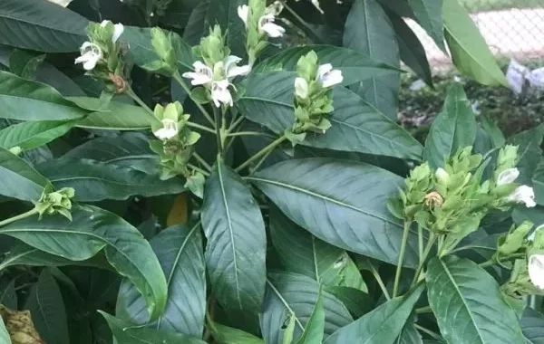 Vasaka / Adusa — Justicia adhatoda — Vasa: Ayurveda’s Classical Herb for Cough, Phlegm and the Respiratory System