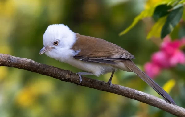 White-Hooded Babbler