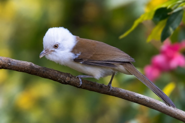 White-Hooded Babbler