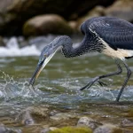White-bellied Heron: The Critically Endangered Giant of Arunachal Pradesh’s Mountain Rivers