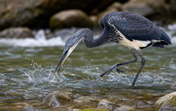 White-bellied Heron