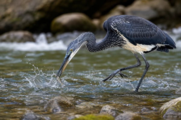 White-bellied Heron