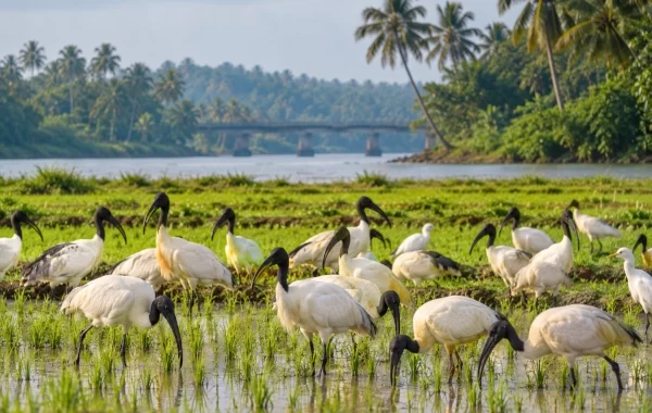 Black-Headed Ibis Flock Turns Tirunavaya