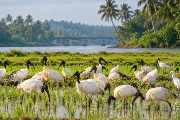 Black-Headed Ibis Flock Turns Tirunavaya