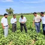 CAZRI’s New Moth Bean Varieties Withstand 35-Day Dry Spell in Rajasthan