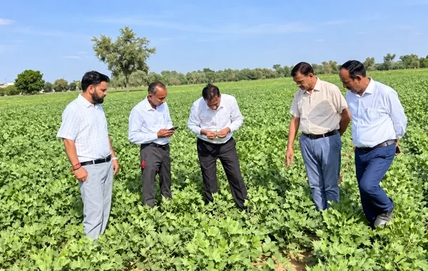 CAZRI’s New Moth Bean Varieties Withstand 35-Day Dry Spell in Rajasthan