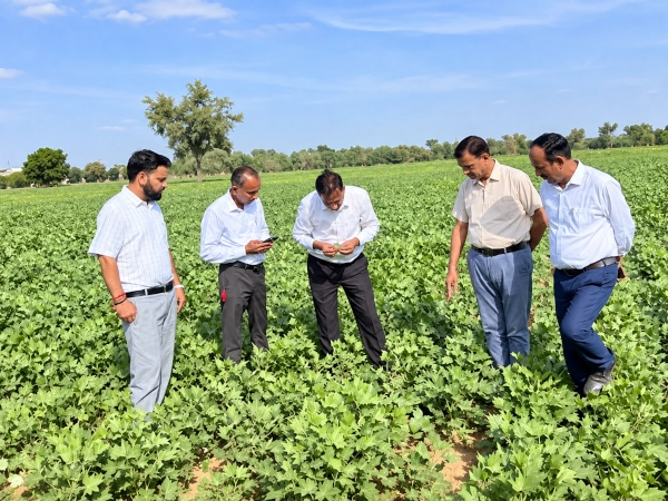 CAZRI’s New Moth Bean Varieties Withstand 35-Day Dry Spell in Rajasthan