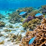 Indian Scientists Discover New Blue-Green Chromis Species From Lakshadweep