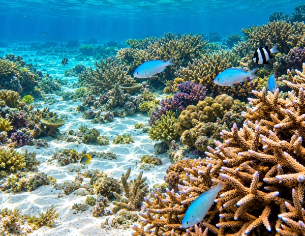 Chromis veneta sp. nov