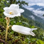 Rare Leafless Orchid Gastrodia keyiensis Discovered in Arunachal Pradesh’s Keyi Valley