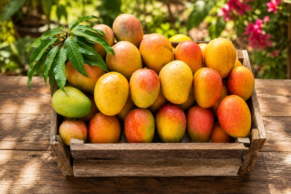 Malda Fazli Mango