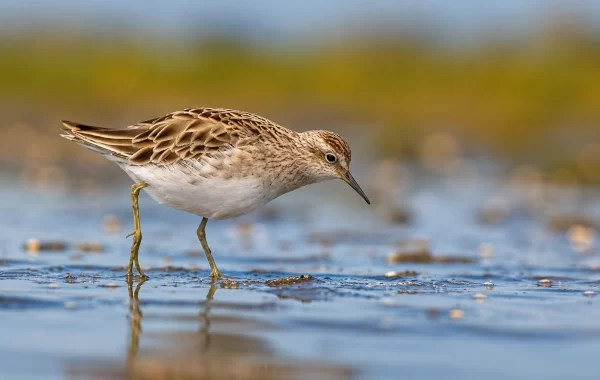 Siberian Sharp-Tailed Sandpiper