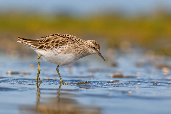 Siberian Sharp-Tailed Sandpiper