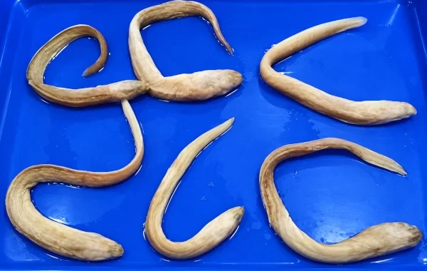 Bathymyrus perplexus From the Bay of Bengal