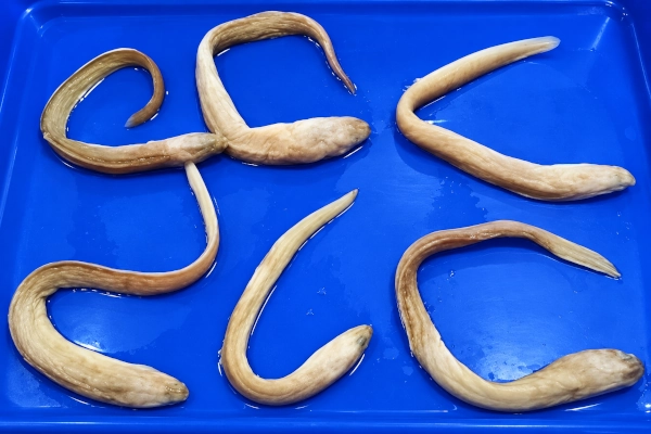 Bathymyrus perplexus From the Bay of Bengal
