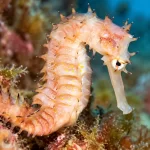 Indian Scientists Discover New Seahorse Species in Indian Ocean, Resolve 150-Year-Old Scientific Mystery