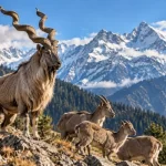 Kashmir Markhor Population Rises to 227 as Kazinag Conservation Efforts Show Results