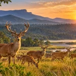 Satpura Tiger Reserve’s Barasingha Population Crosses 300 as Madhya Pradesh Plans New Wildlife Corridors