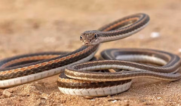 Schokari Sand Racer,
